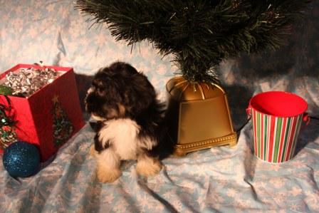 havanese-puppies